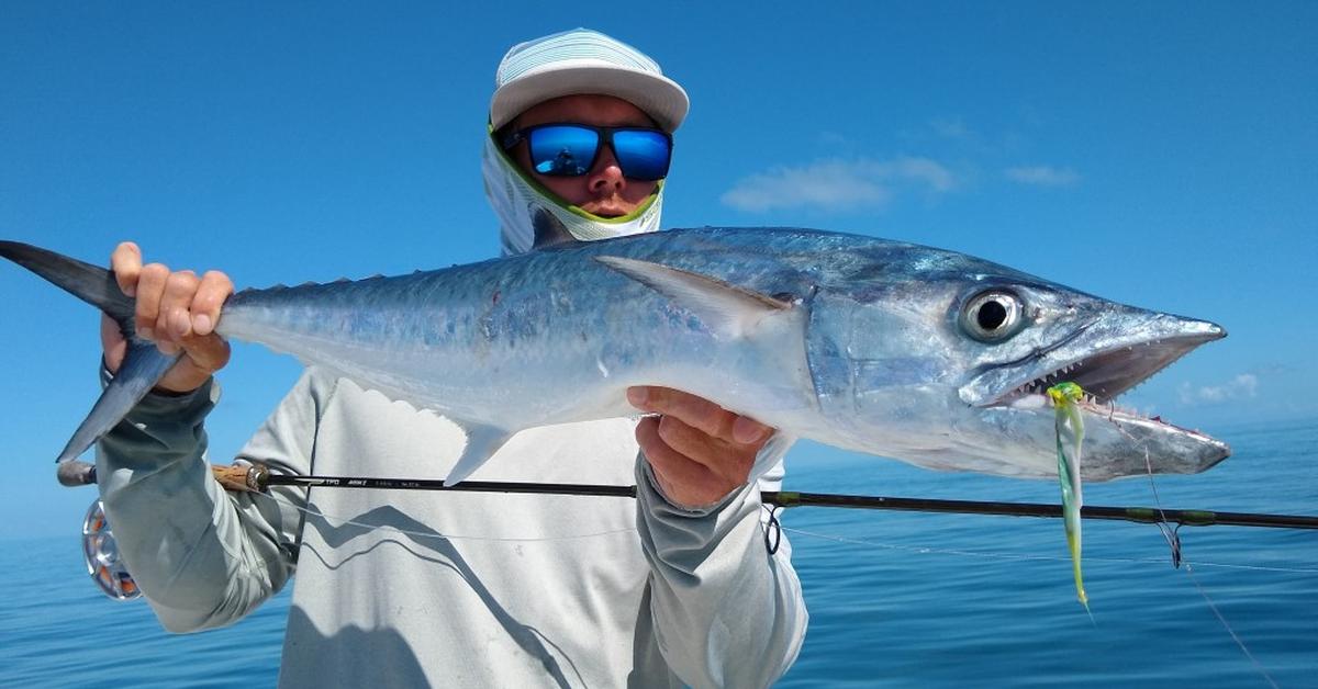 The fascinating King Mackerel, scientifically known as Scomberomorus cavalla.