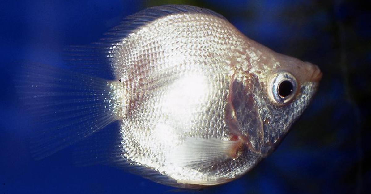 Vivid image of the Kissing Gourami, or Gurami Berciuman in Indonesian context.