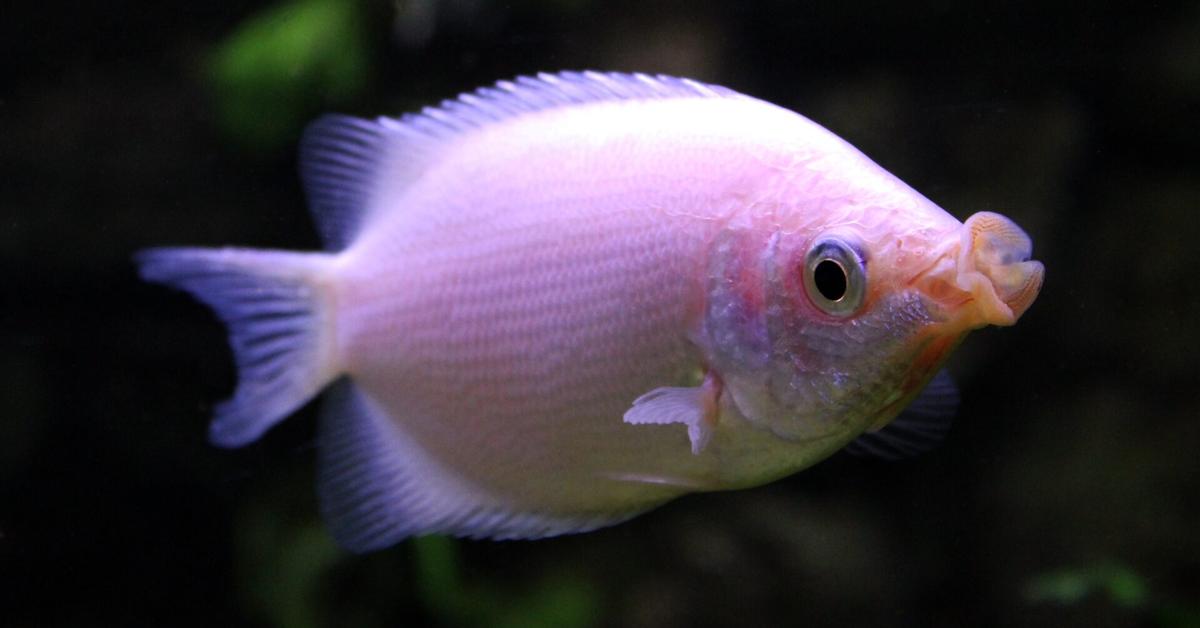 Image showcasing the Kissing Gourami, known in Indonesia as Gurami Berciuman.