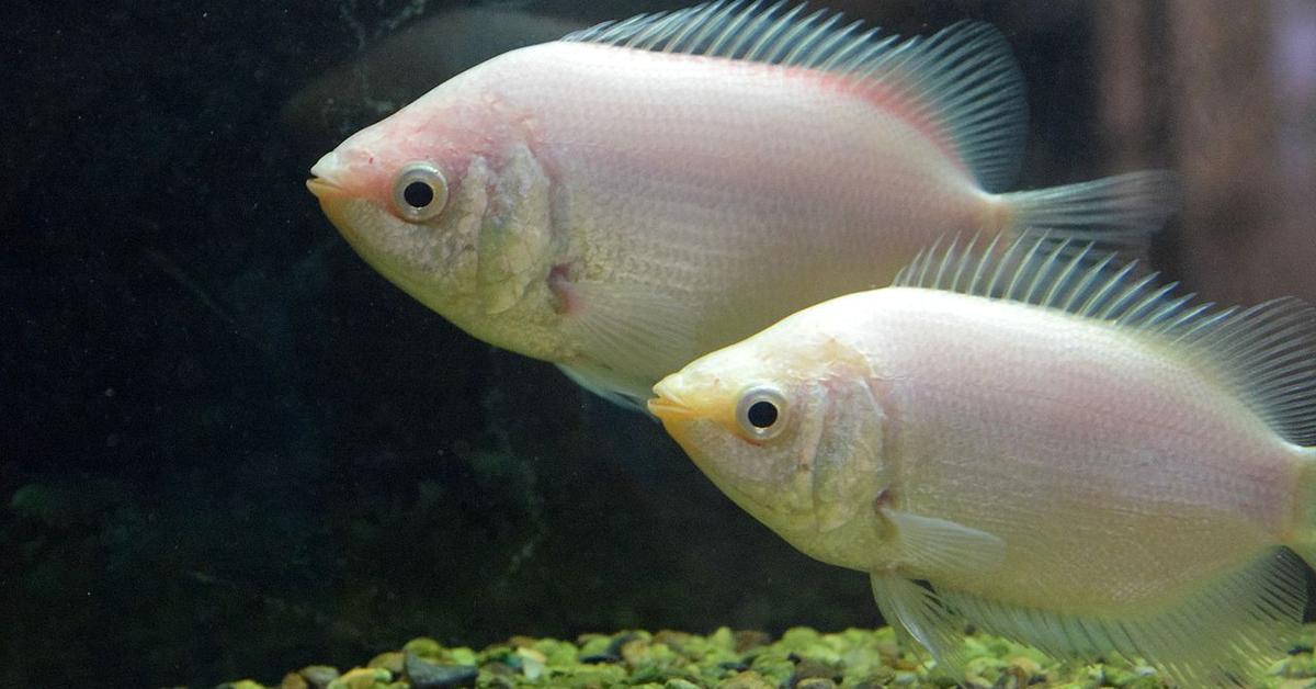 The alluring Kissing Gourami, commonly referred to as Gurami Berciuman in Bahasa Indonesia.