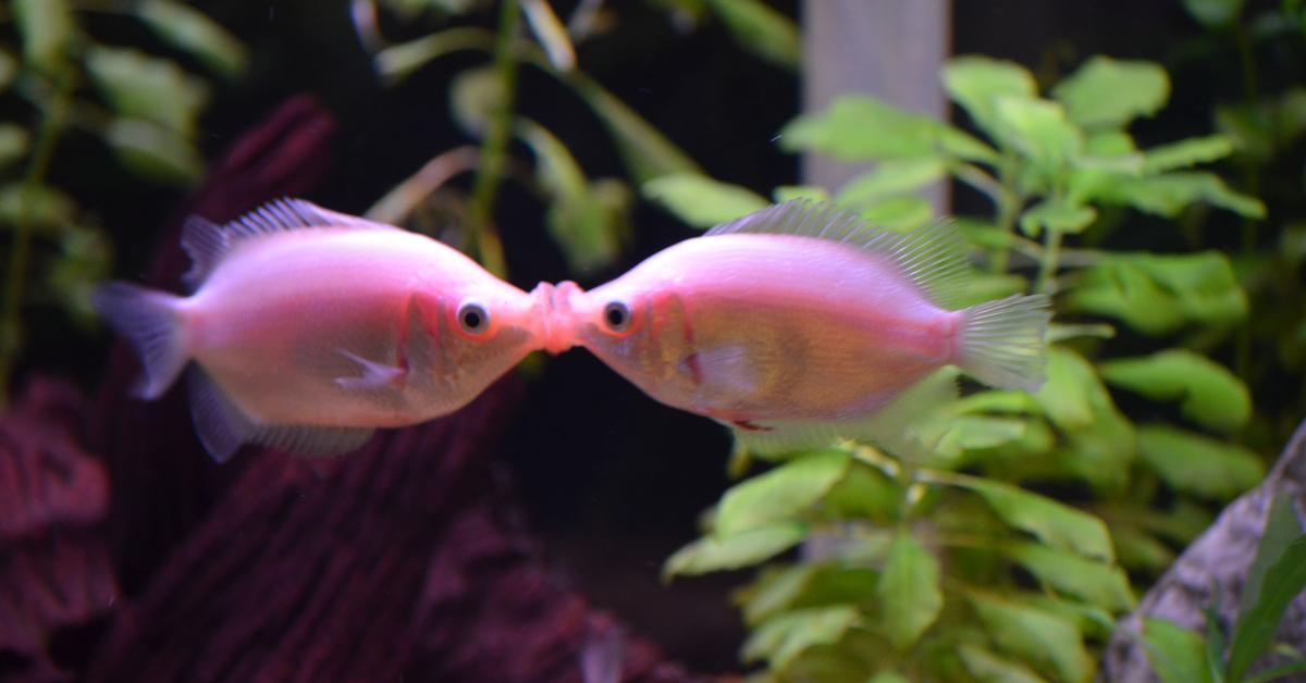 Captivating shot of the Kissing Gourami, or Gurami Berciuman in Bahasa Indonesia.