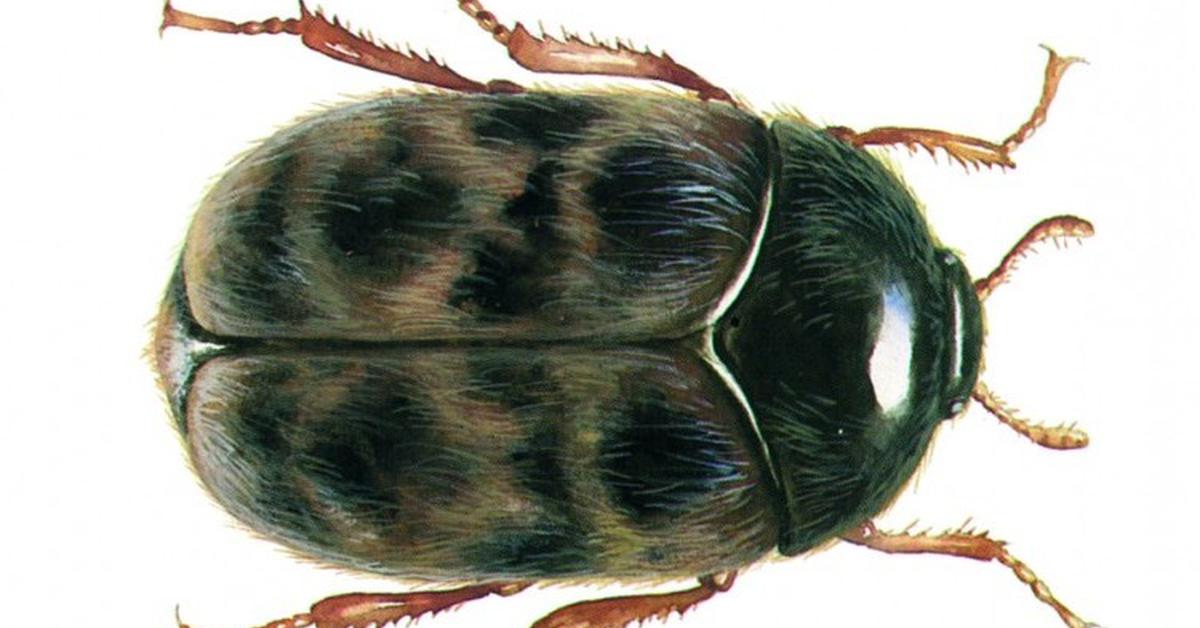 Dynamic image of the Khapra Beetle, popularly known in Indonesia as Kumbang Khapra.