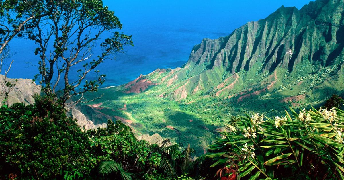 Photogenic Kauai ‘Ō‘Ō, scientifically referred to as Moho braccatus.