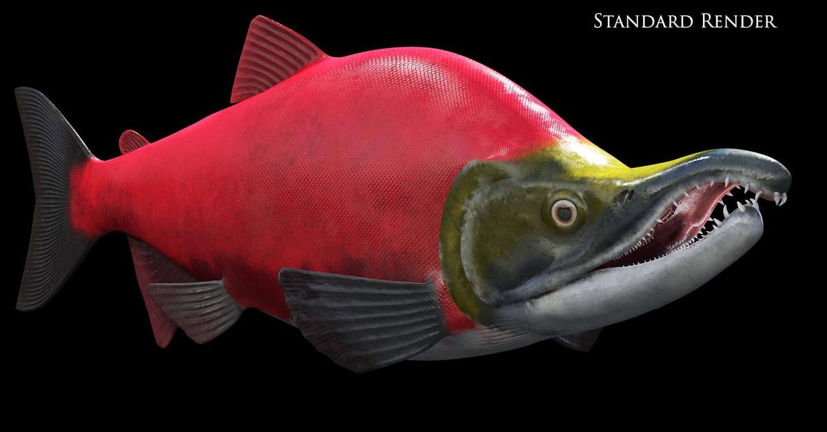 Stunning depiction of Kokanee Salmon, also referred to as Oncorhynchus nerka.