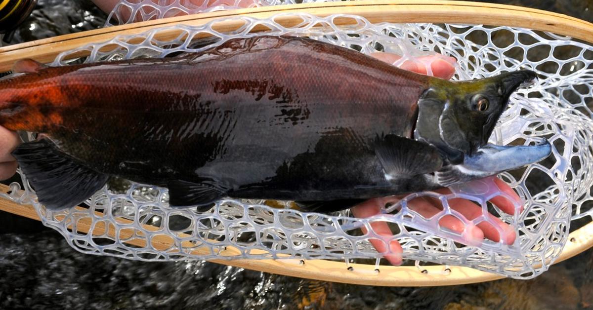 Captured moment of the Kokanee Salmon, in Indonesia known as Salmon Kokanee.