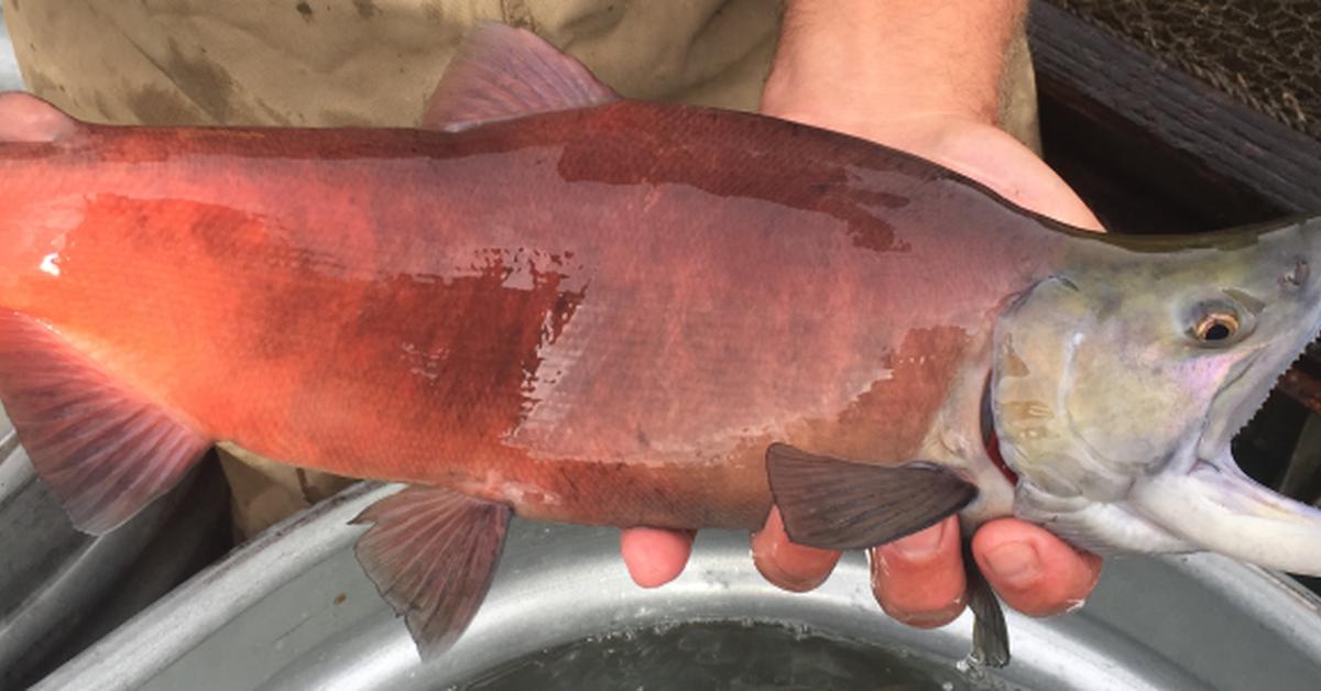 Stunning image of the Kokanee Salmon (Oncorhynchus nerka), a wonder in the animal kingdom.