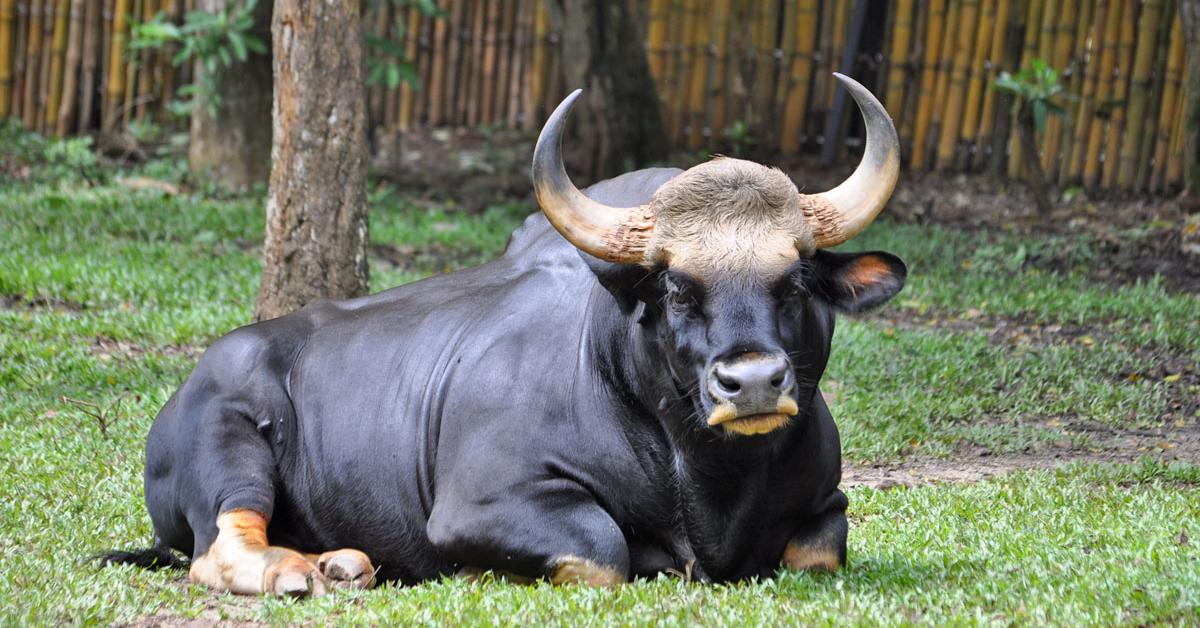 Close-up view of the Kouprey, known as Kouprey in Indonesian.