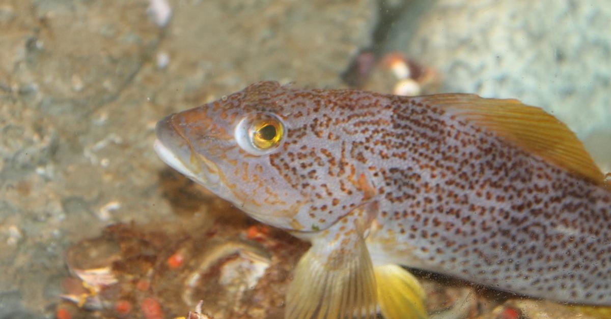 Enchanting Kelp Greenling, a species scientifically known as Hexagrammos decagrammus.