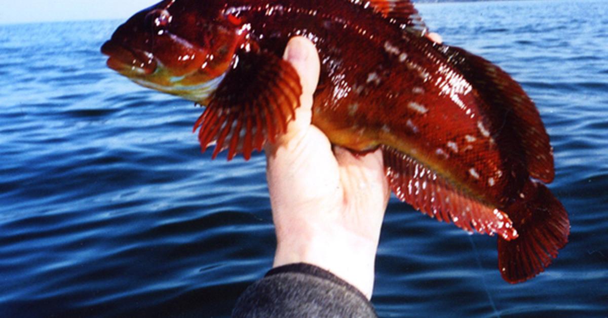 Captured beauty of the Kelp Greenling, or Hexagrammos decagrammus in the scientific world.