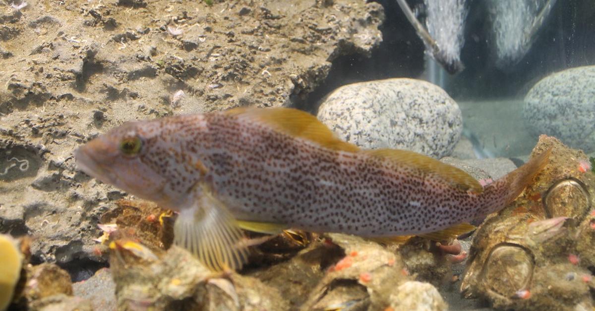 The fascinating Kelp Greenling, scientifically known as Hexagrammos decagrammus.