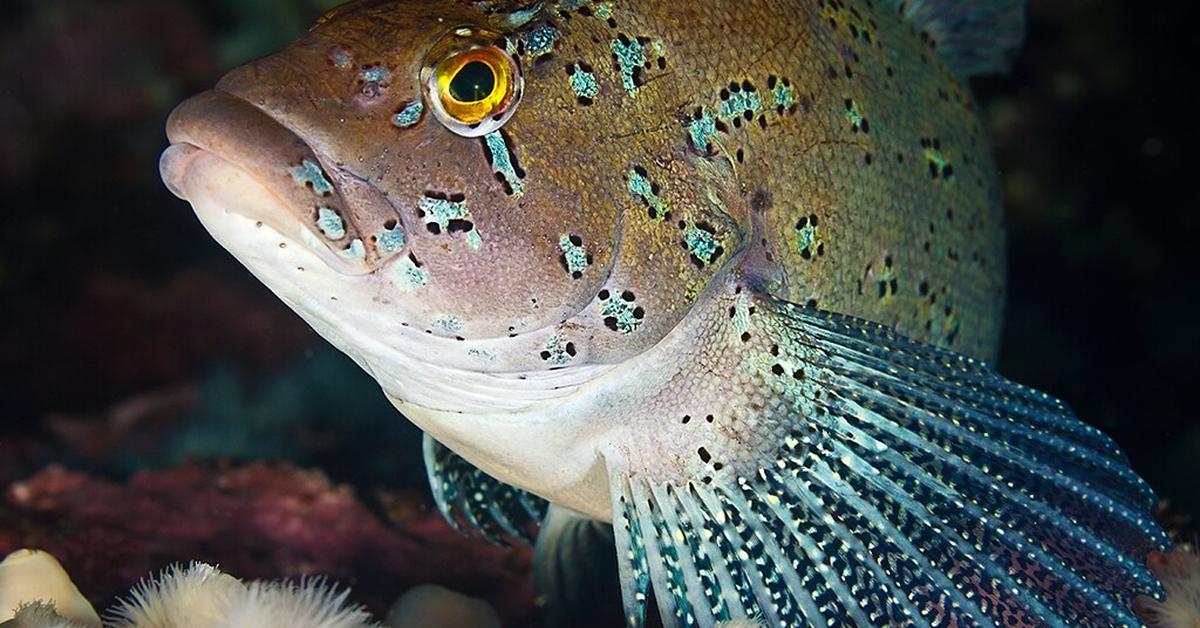 Close-up view of the Kelp Greenling, known as Ikan Kelp Greenling in Indonesian.