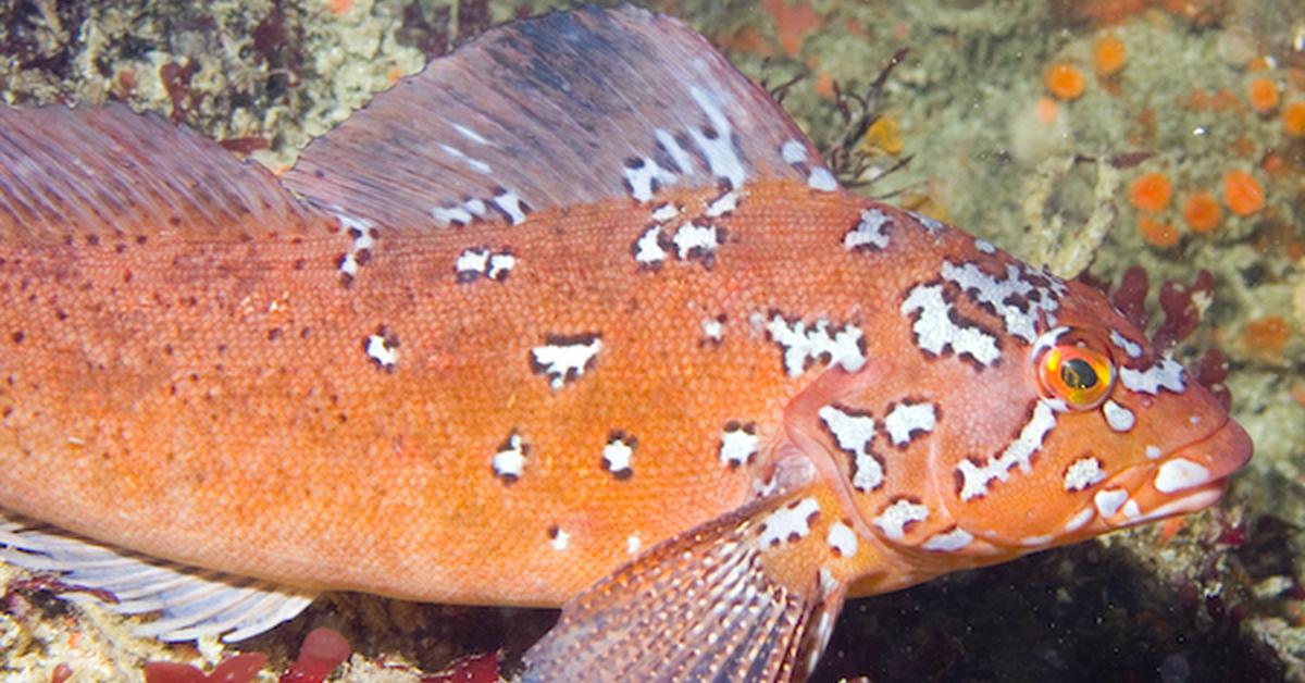 Iconic view of the Kelp Greenling, or Hexagrammos decagrammus, in its habitat.