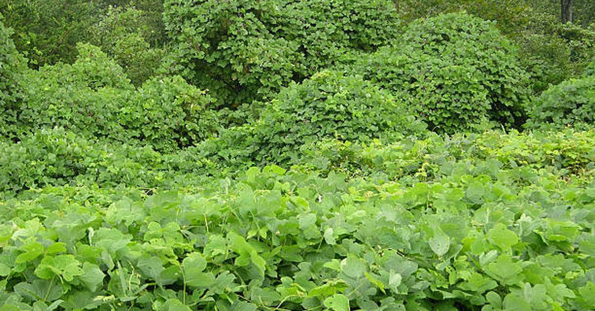 Photographic depiction of the unique Kudzu Bug, locally called Kutu Kudzu.