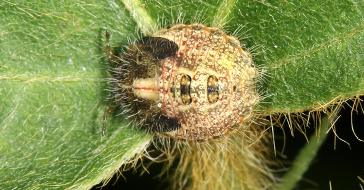 Elegant Kudzu Bug in its natural habitat, called Kutu Kudzu in Indonesia.