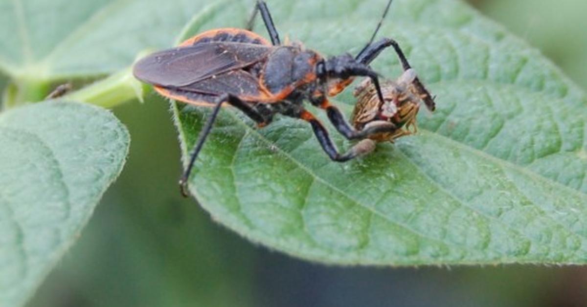 Vibrant snapshot of the Kudzu Bug, commonly referred to as Kutu Kudzu in Indonesia.