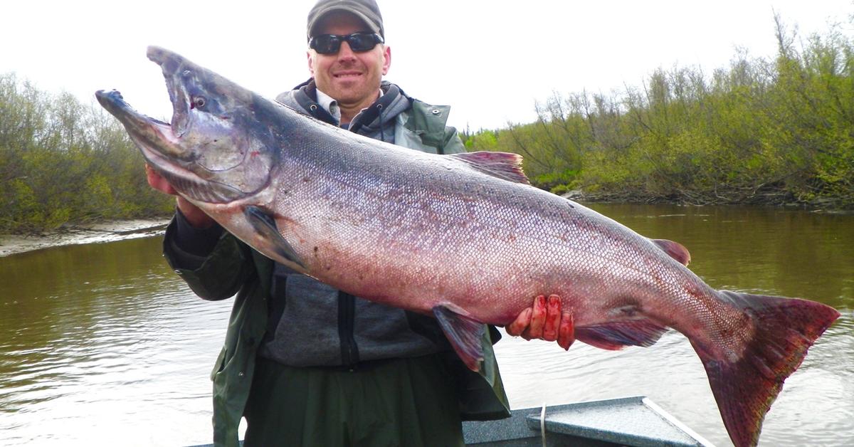 Exquisite image of King Salmon, in Indonesia known as Salmon Raja.