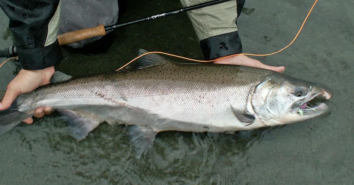 Dynamic image of the King Salmon, popularly known in Indonesia as Salmon Raja.