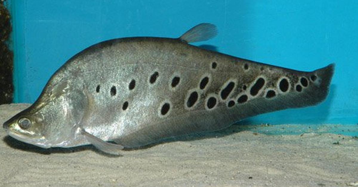 Unique portrayal of the Knifefish, also called Ikan Pisau in Bahasa Indonesia.