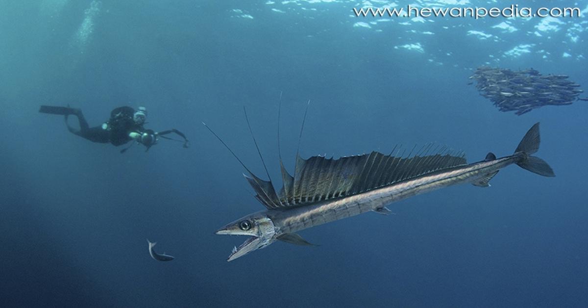 Captivating shot of the Knifefish, or Ikan Pisau in Bahasa Indonesia.