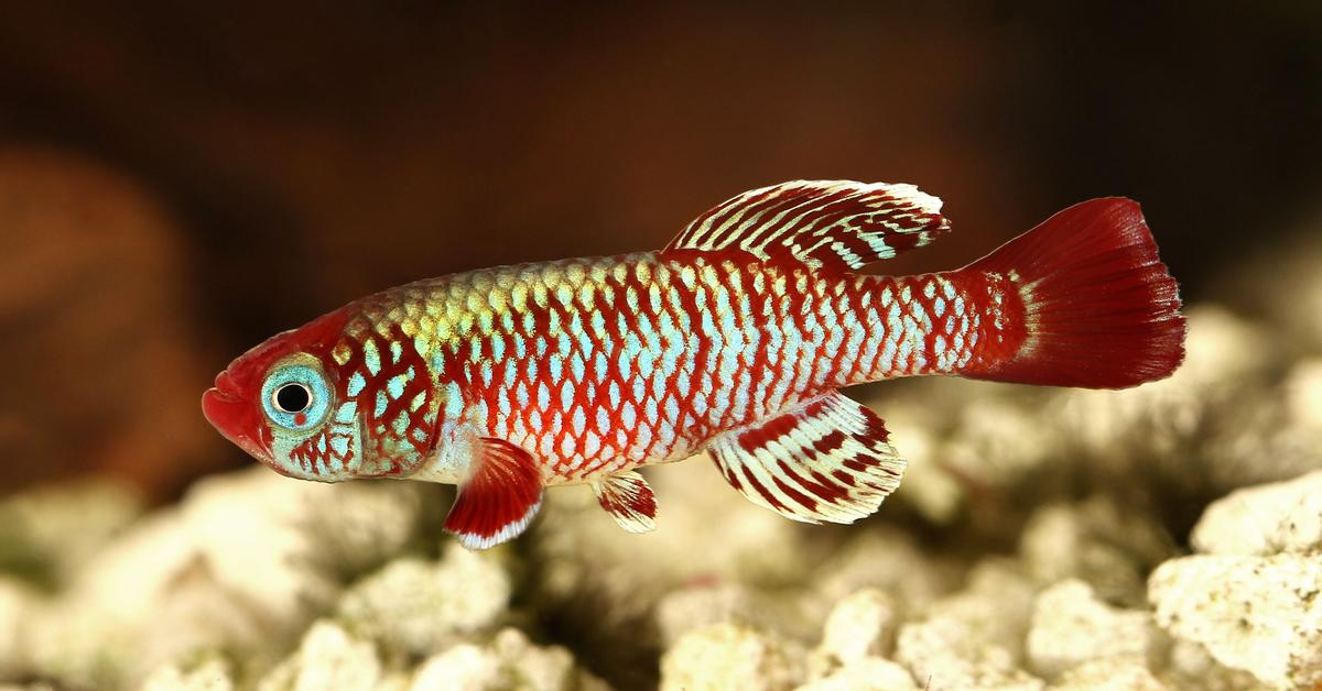 The elegant Killifish (Fundulidae), a marvel of nature.