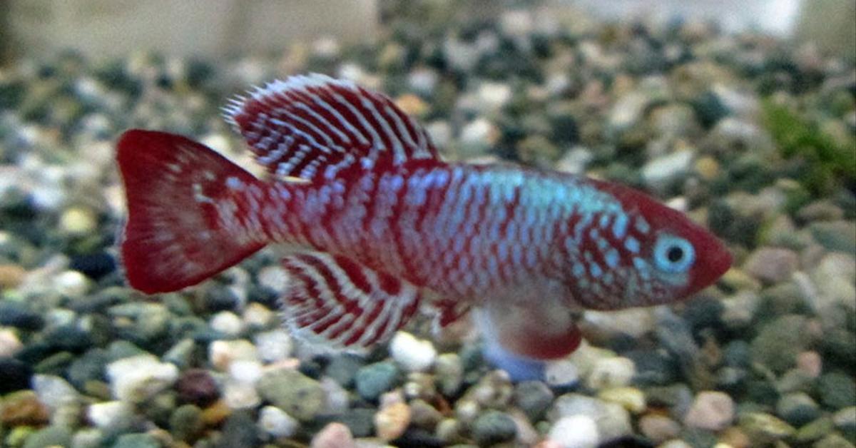 Image showcasing the Killifish, known in Indonesia as Ikan Killi.