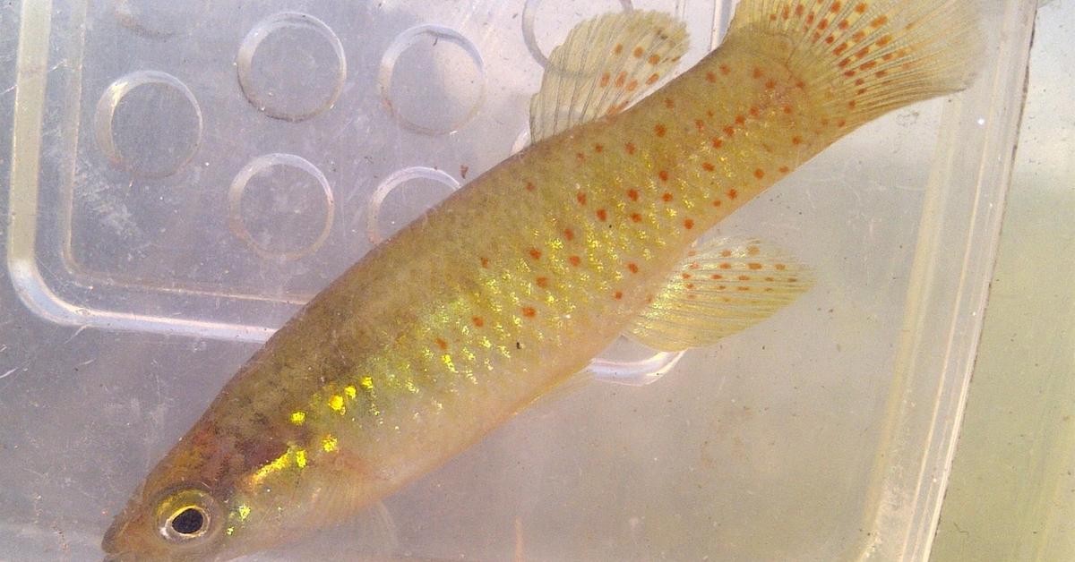 The Killifish, a species known as Fundulidae, in its natural splendor.