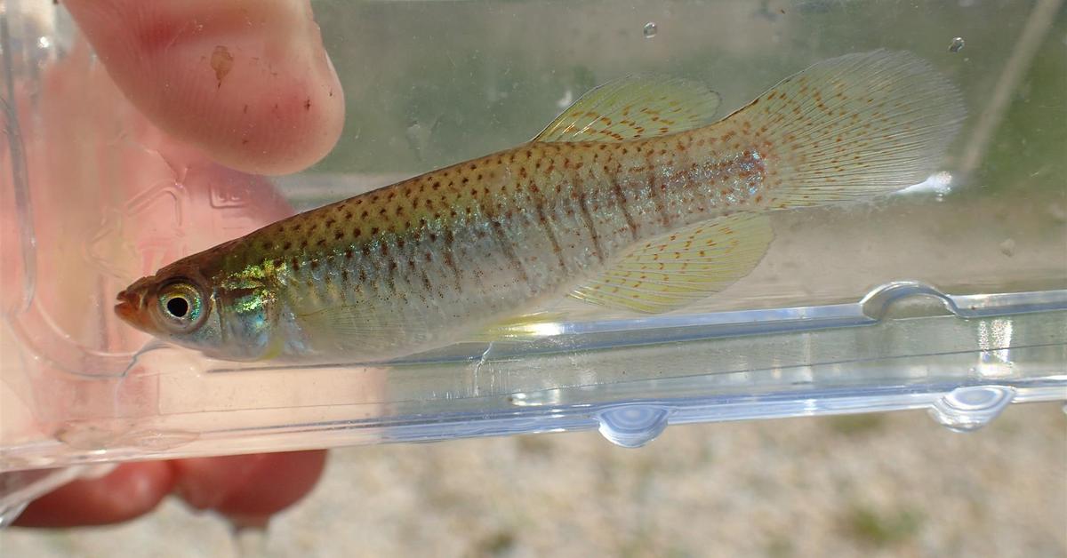 Visual of Killifish, or Ikan Killi in Indonesian, showcasing its beauty.