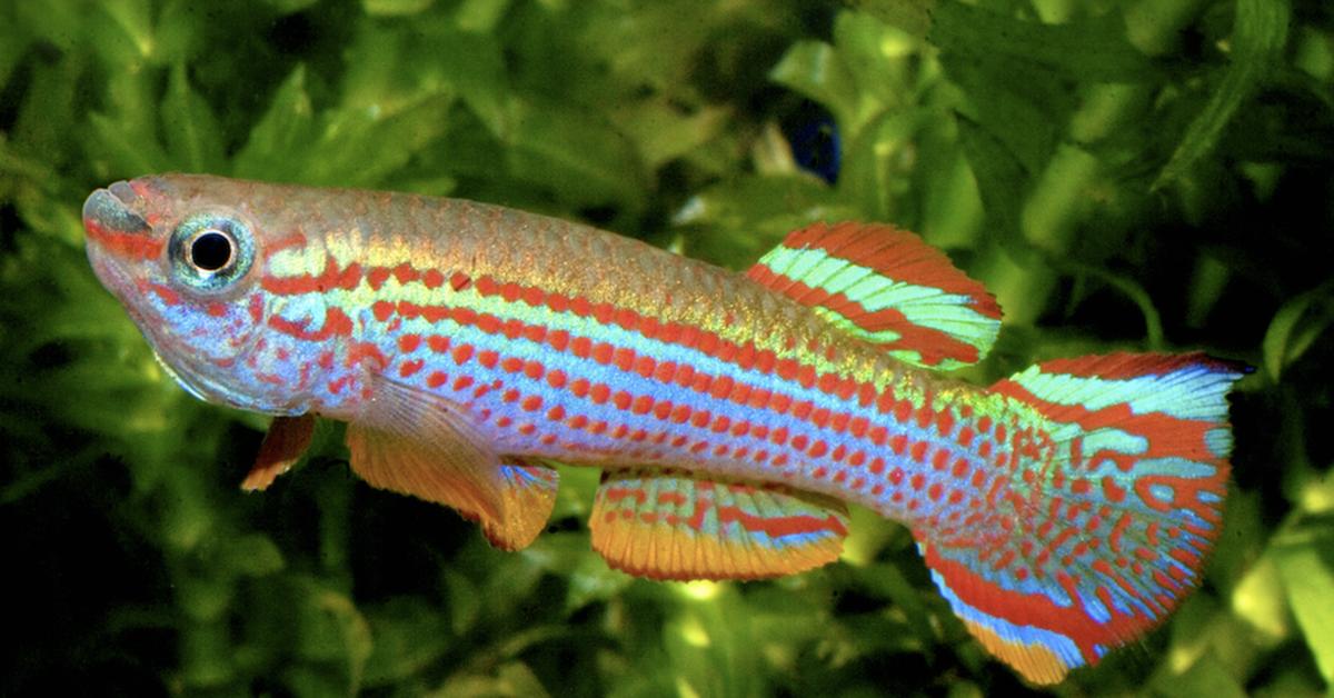 The elegant Killifish (Fundulidae), a marvel of nature.