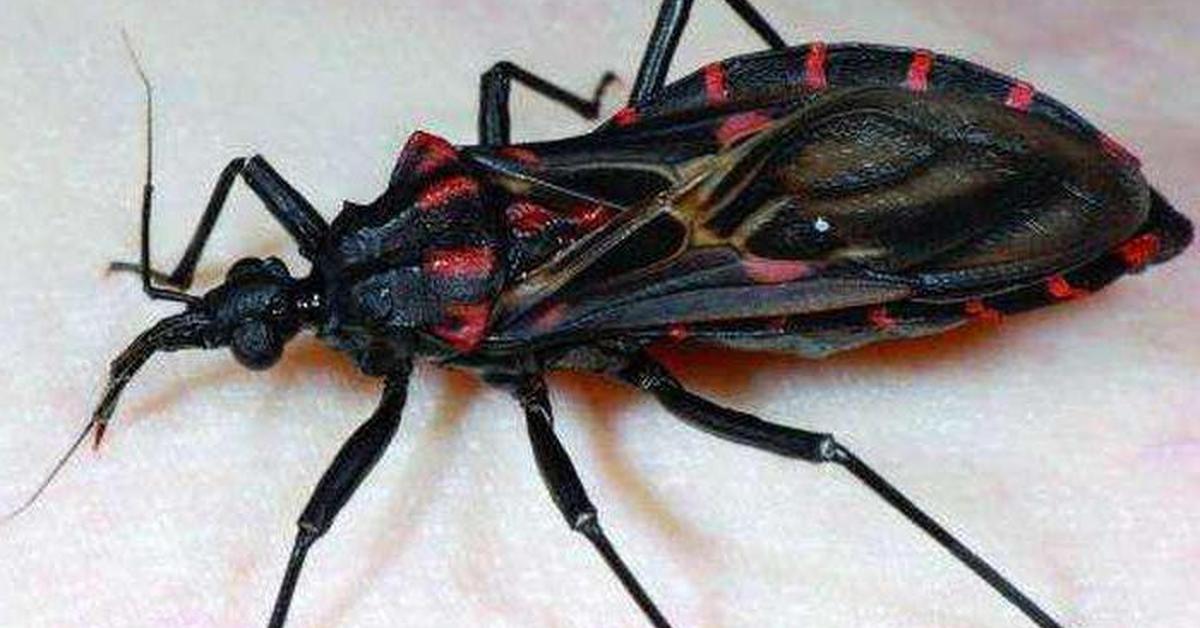 Glimpse of the Kissing Bugs, known in the scientific community as Triatominae.