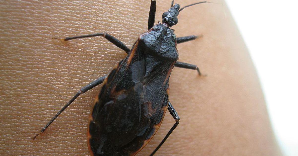 Distinctive Kissing Bugs, in Indonesia known as Kutu Ciuman, captured in this image.