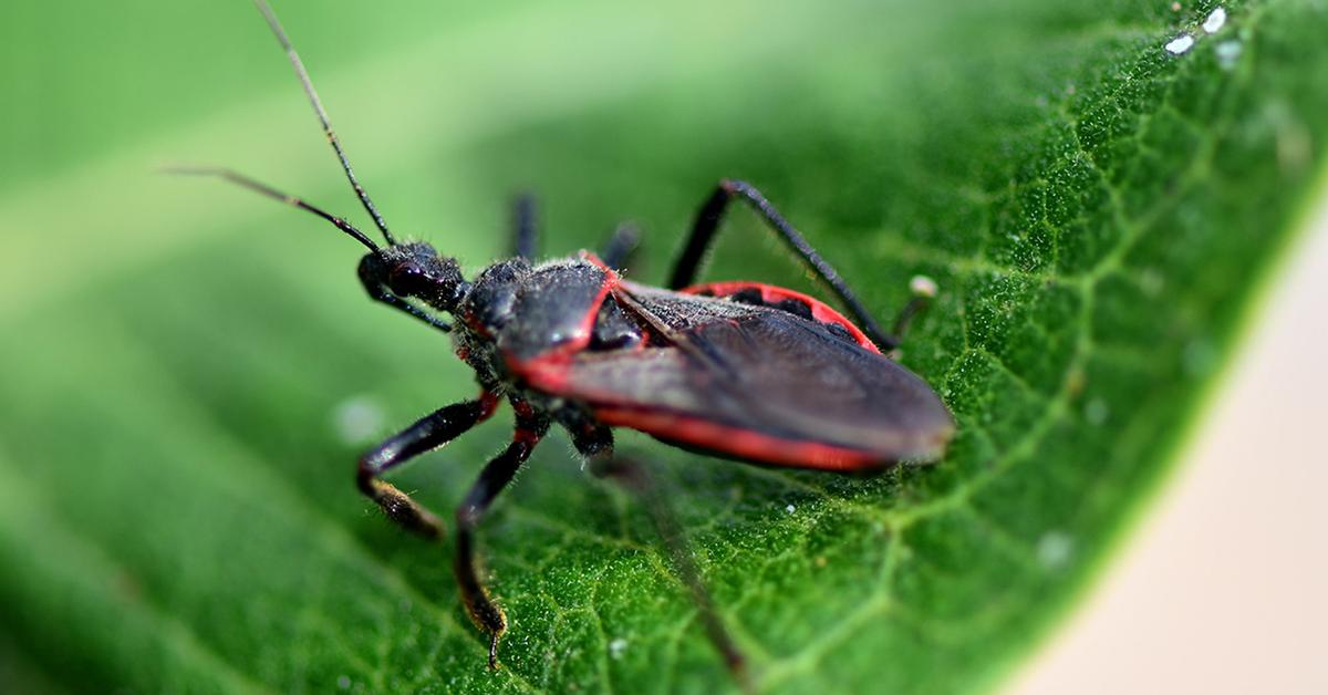 Glimpse of the Kissing Bugs, known in the scientific community as Triatominae.