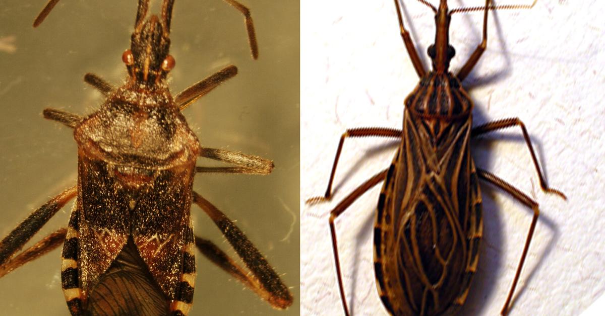 Exquisite image of Kissing Bugs, in Indonesia known as Kutu Ciuman.