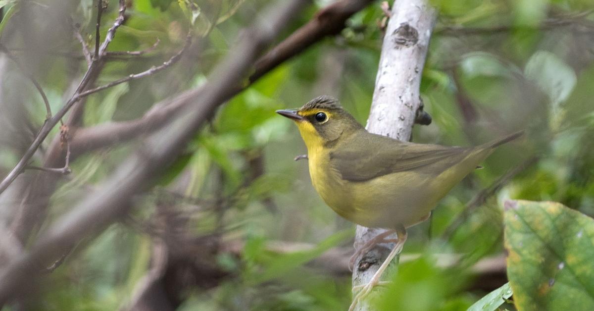 Vibrant snapshot of the Kentucky Warbler, commonly referred to as Burung Kuntul Kentucky in Indonesia.