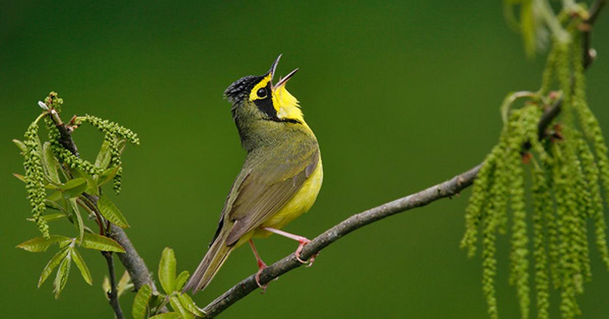 Picture of Kentucky Warbler, known in Indonesia as Burung Kuntul Kentucky.