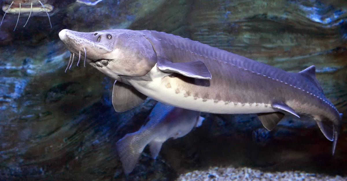 Elegant Kaluga Sturgeon in its natural habitat, called Sturgeon Kaluga in Indonesia.