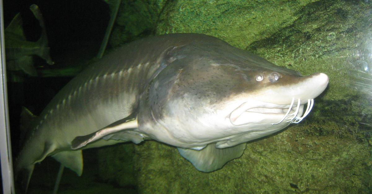 A beautiful representation of the Kaluga Sturgeon, scientifically Huso dauricus.