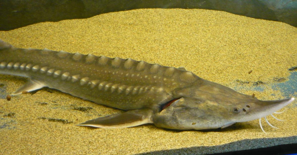 Visual of Kaluga Sturgeon, or Sturgeon Kaluga in Indonesian, showcasing its beauty.