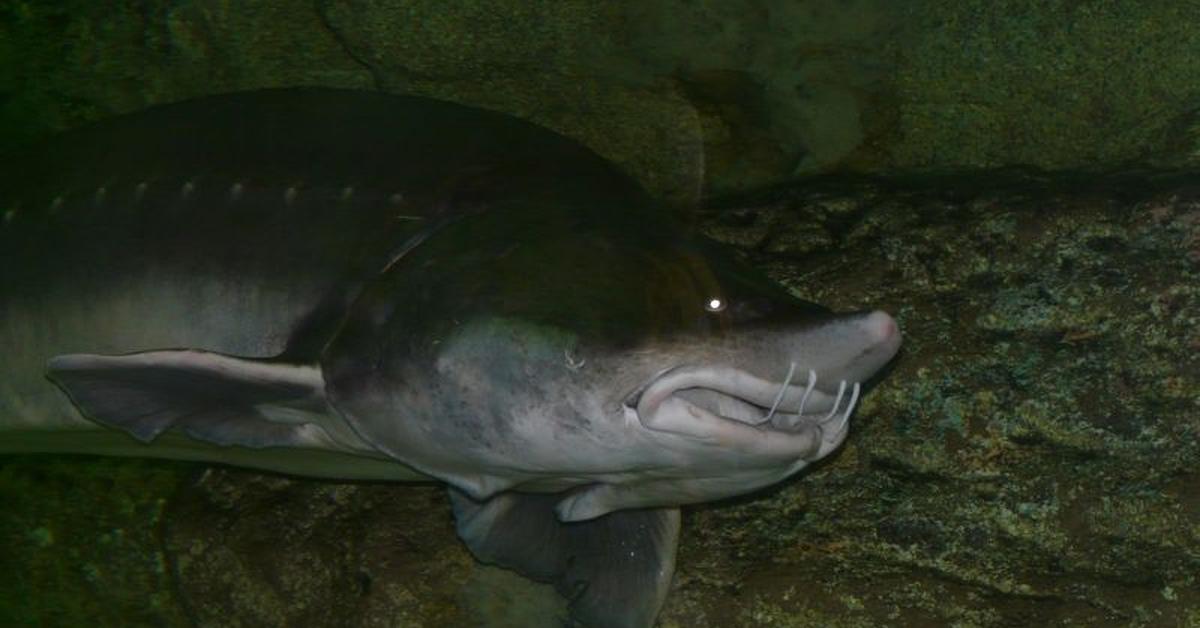 Vivid image of the Kaluga Sturgeon, or Sturgeon Kaluga in Indonesian context.