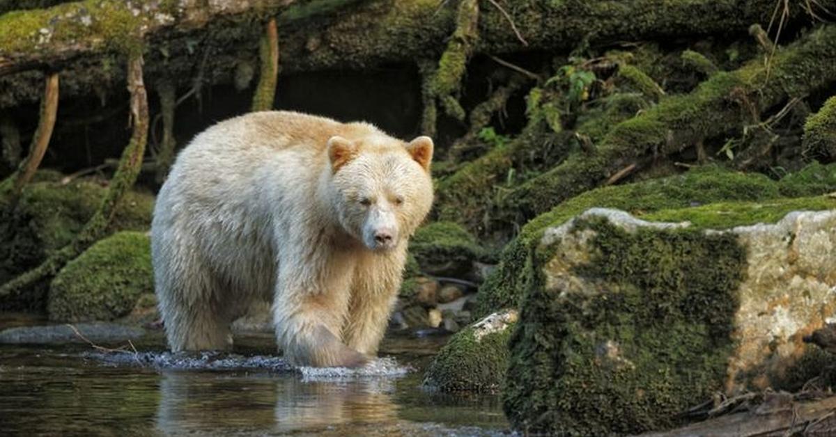 Image of the Kermode Bear (Ursus americanus kermodei), popular in Indonesia as Beruang Kermode.