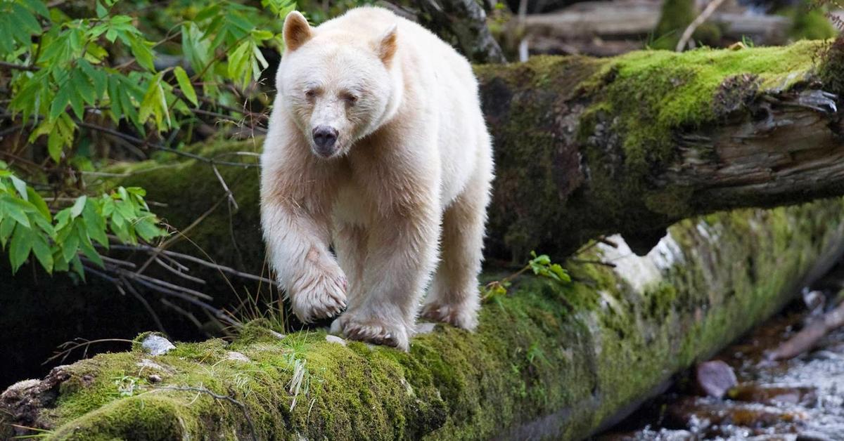 The elegant Kermode Bear (Ursus americanus kermodei), a marvel of nature.