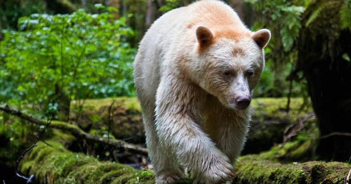 Elegant portrayal of the Kermode Bear, also known as Ursus americanus kermodei.