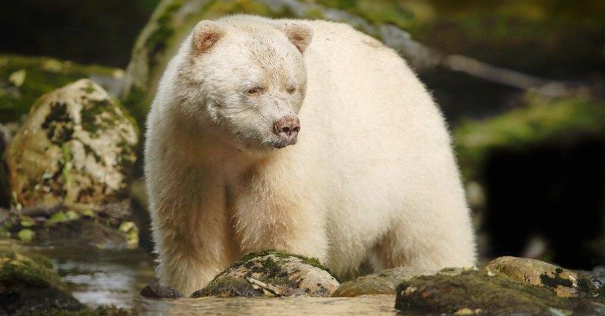 Elegant portrayal of the Kermode Bear, also known as Ursus americanus kermodei.