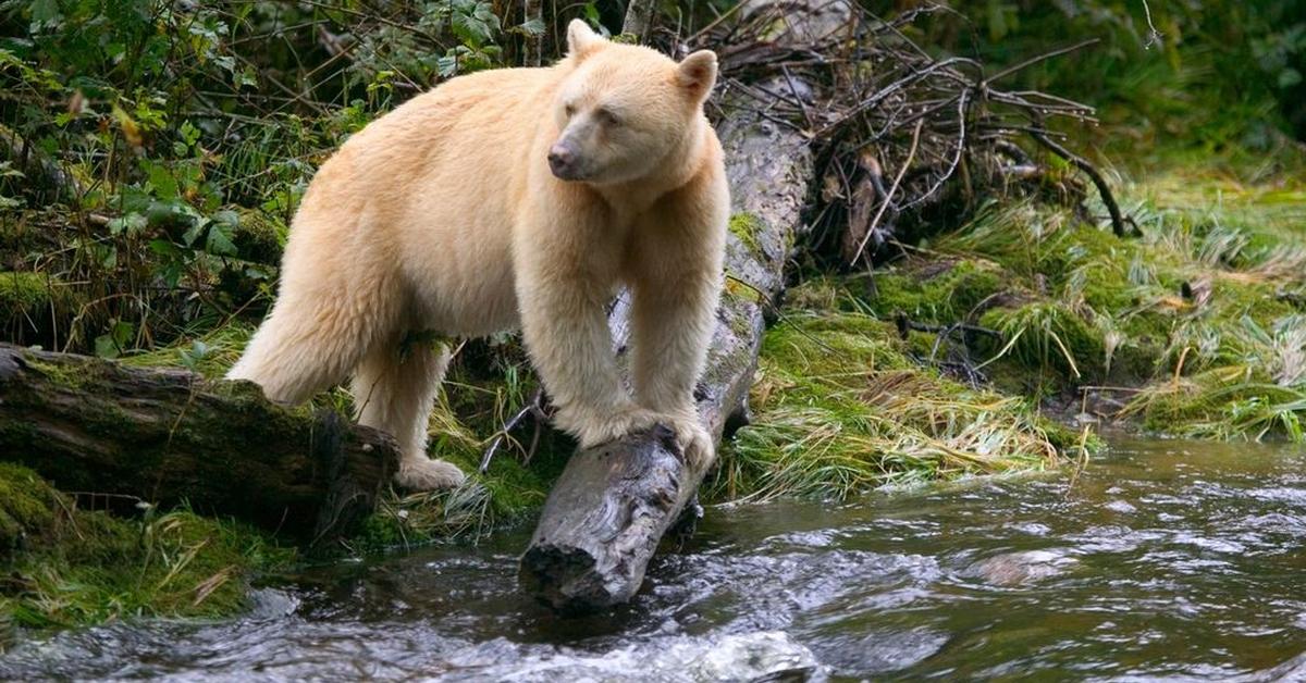 Distinctive Kermode Bear, in Indonesia known as Beruang Kermode, captured in this image.