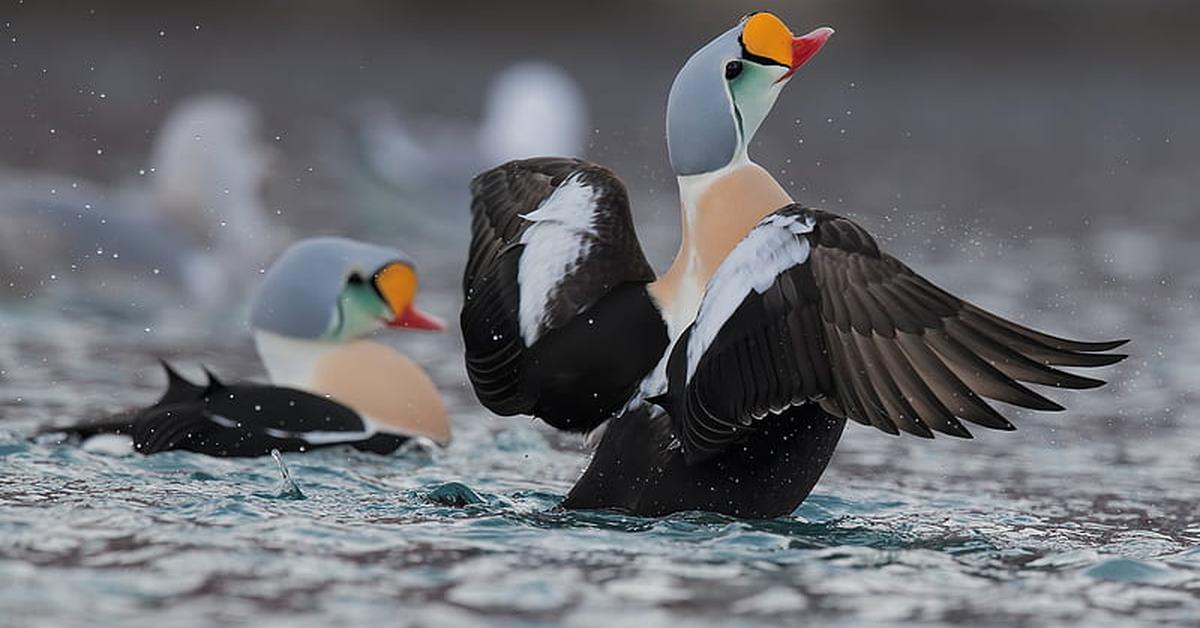 A beautiful representation of the King Eider, scientifically Somateria spectabilis.