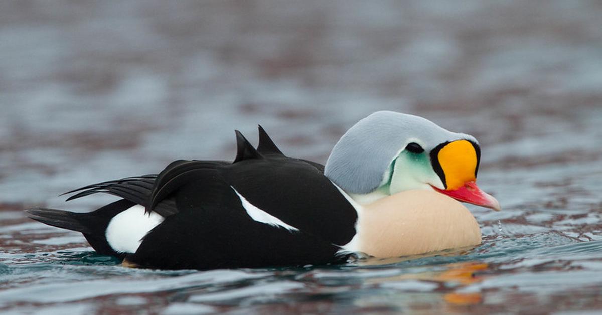 Detailed shot of the King Eider, or Somateria spectabilis, in its natural setting.