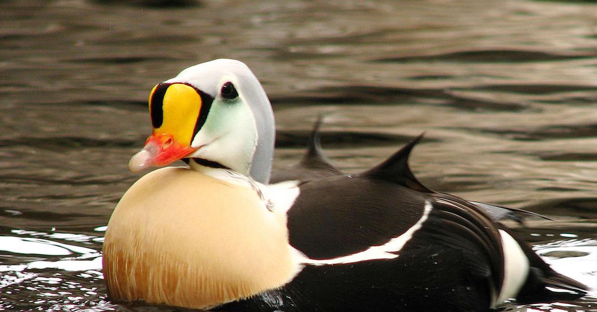 The King Eider, a beautiful species also known as Eider Raja in Bahasa Indonesia.