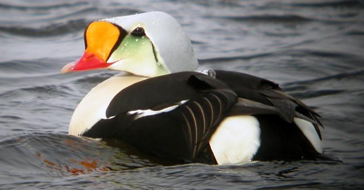 Distinctive King Eider, in Indonesia known as Eider Raja, captured in this image.