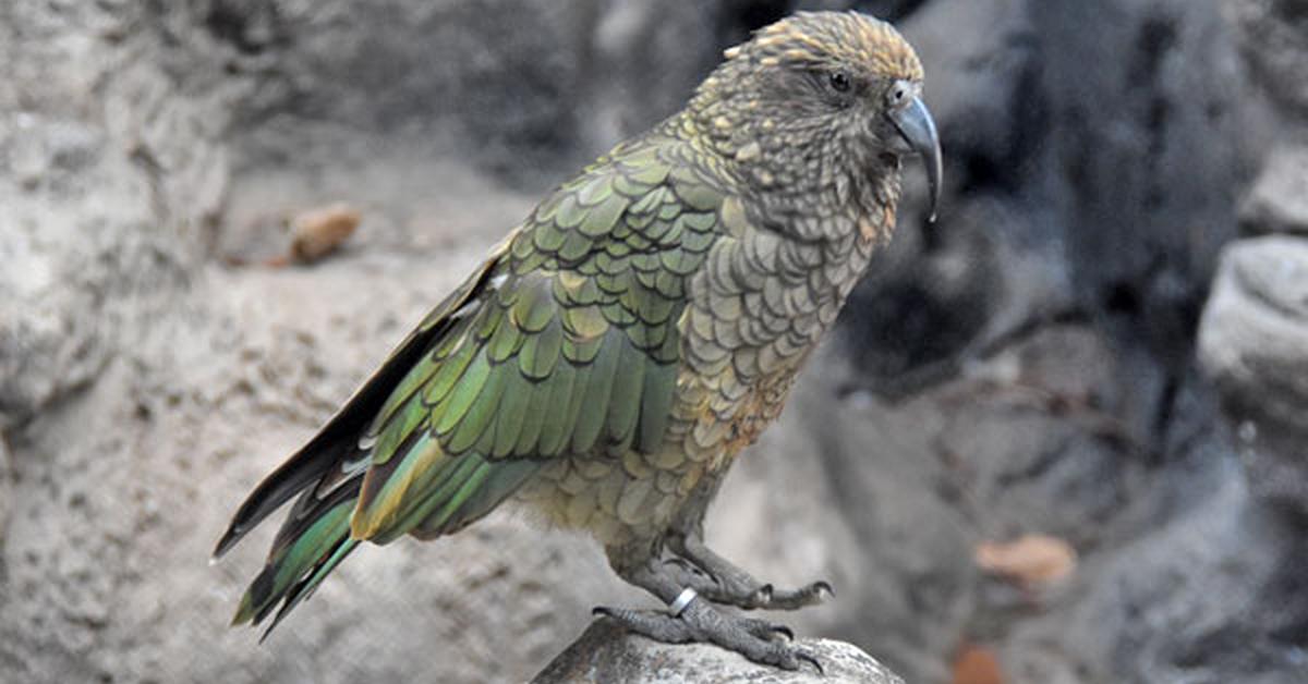 Portrait of a Kea, a creature known scientifically as Nestor notabilis.