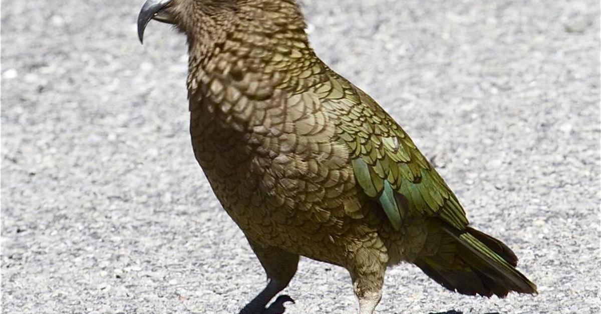 Stunning depiction of Kea, also referred to as Nestor notabilis.