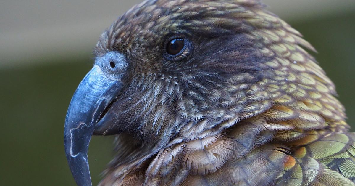 Captivating view of the Kea, known in Bahasa Indonesia as Kea.